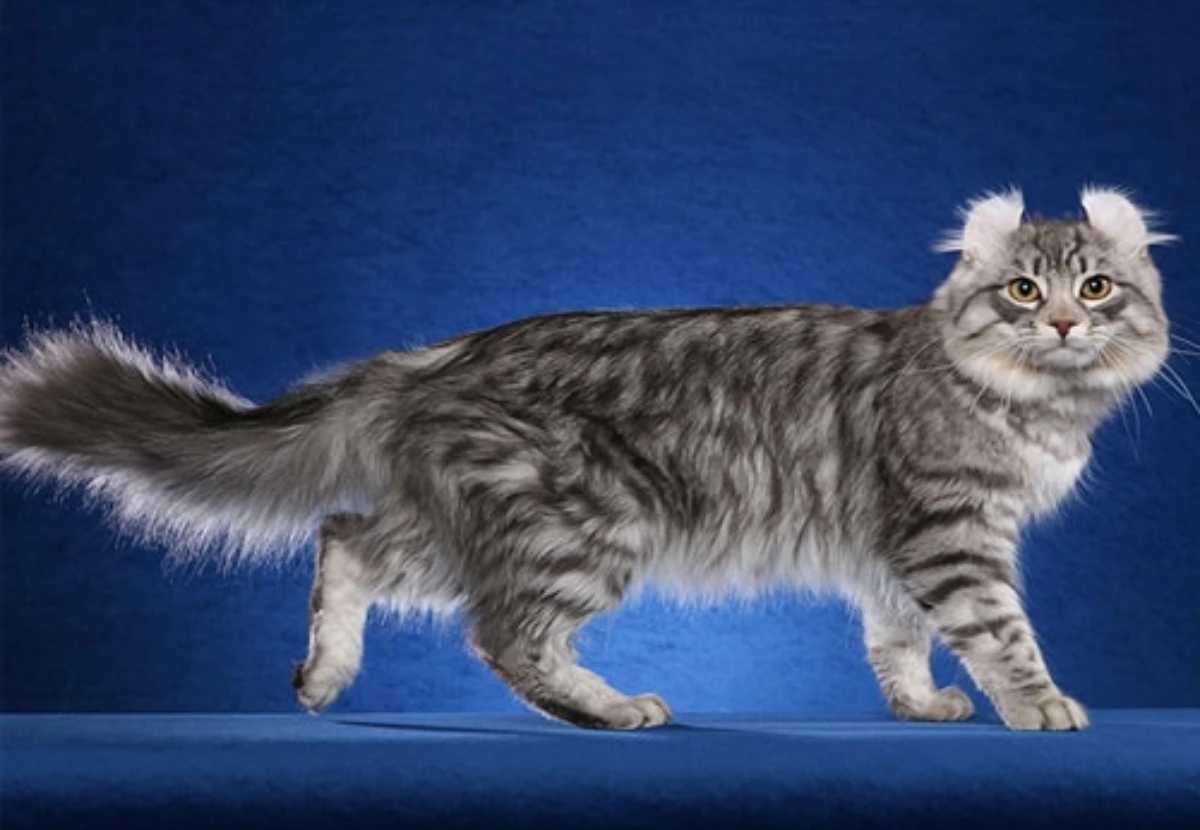 American Curl Longhair cat
