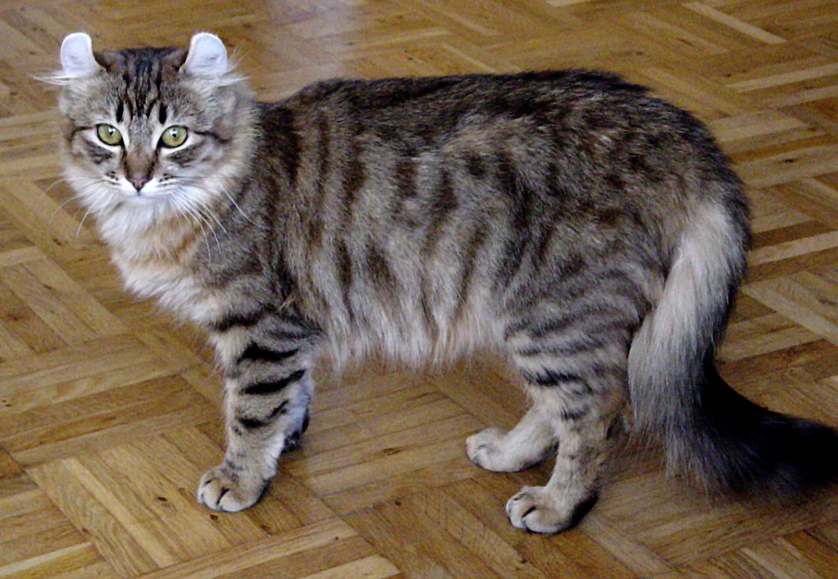 American Curl cat