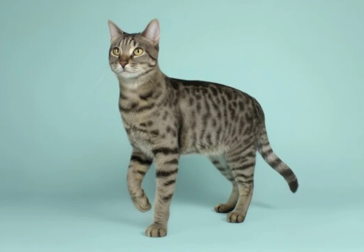 American Polydactyl cat