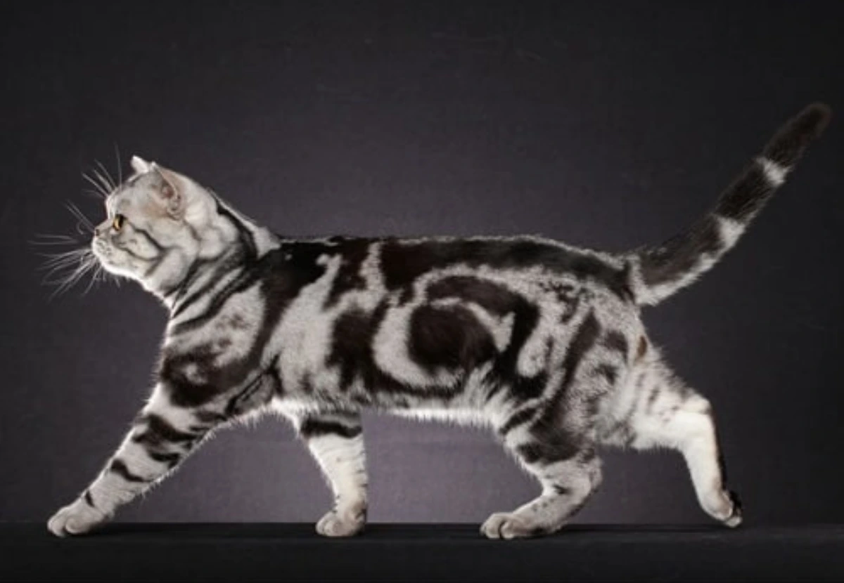 American Shorthair cat