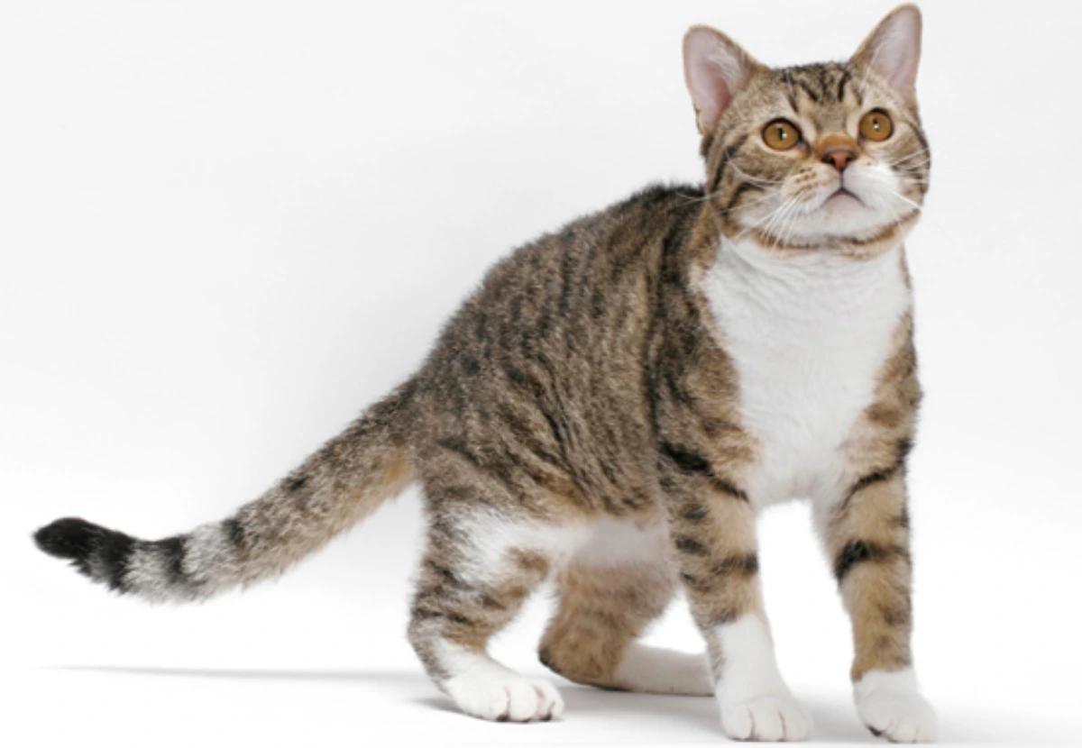 American Wirehair cat