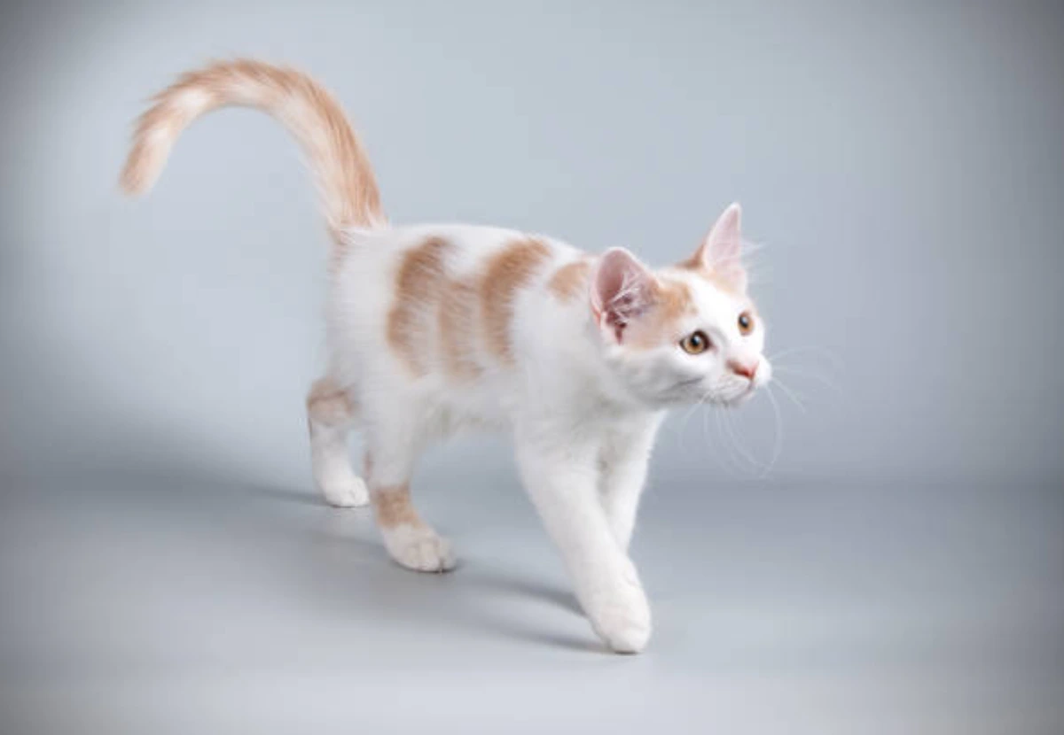 Aphrodite’s Giant Shorthair cat
