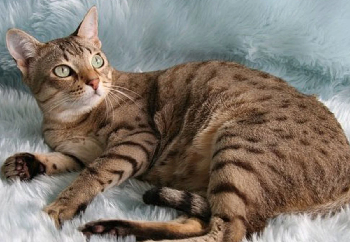 Australian Mist cat