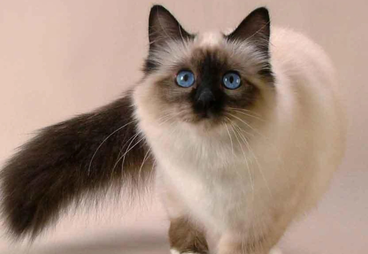 Balinese cat