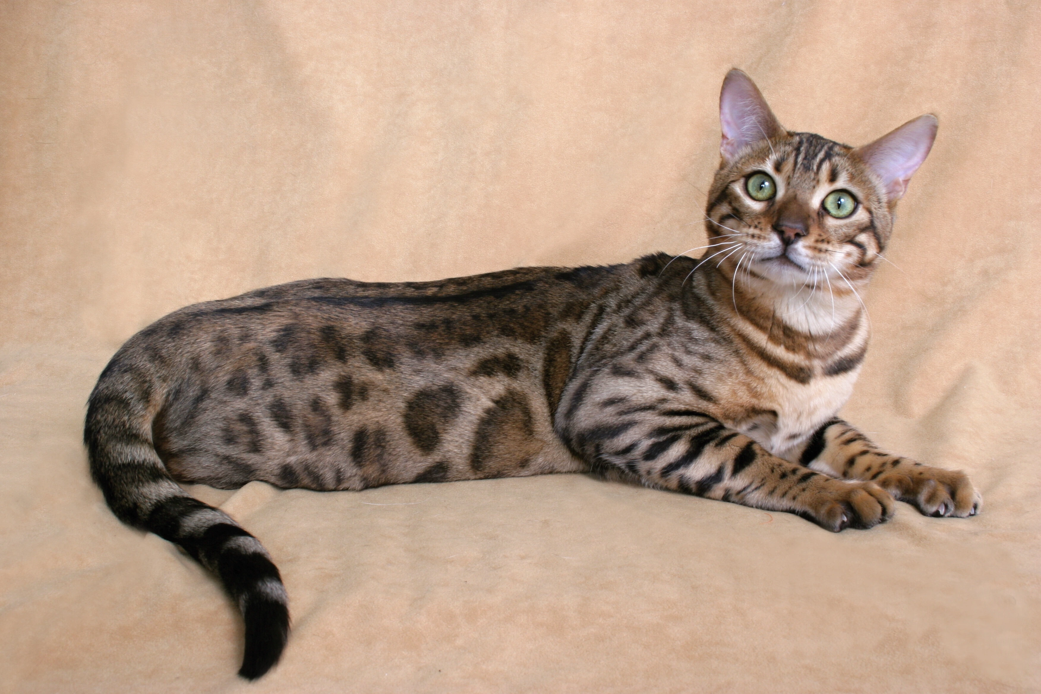Bengal Shorthair cat
