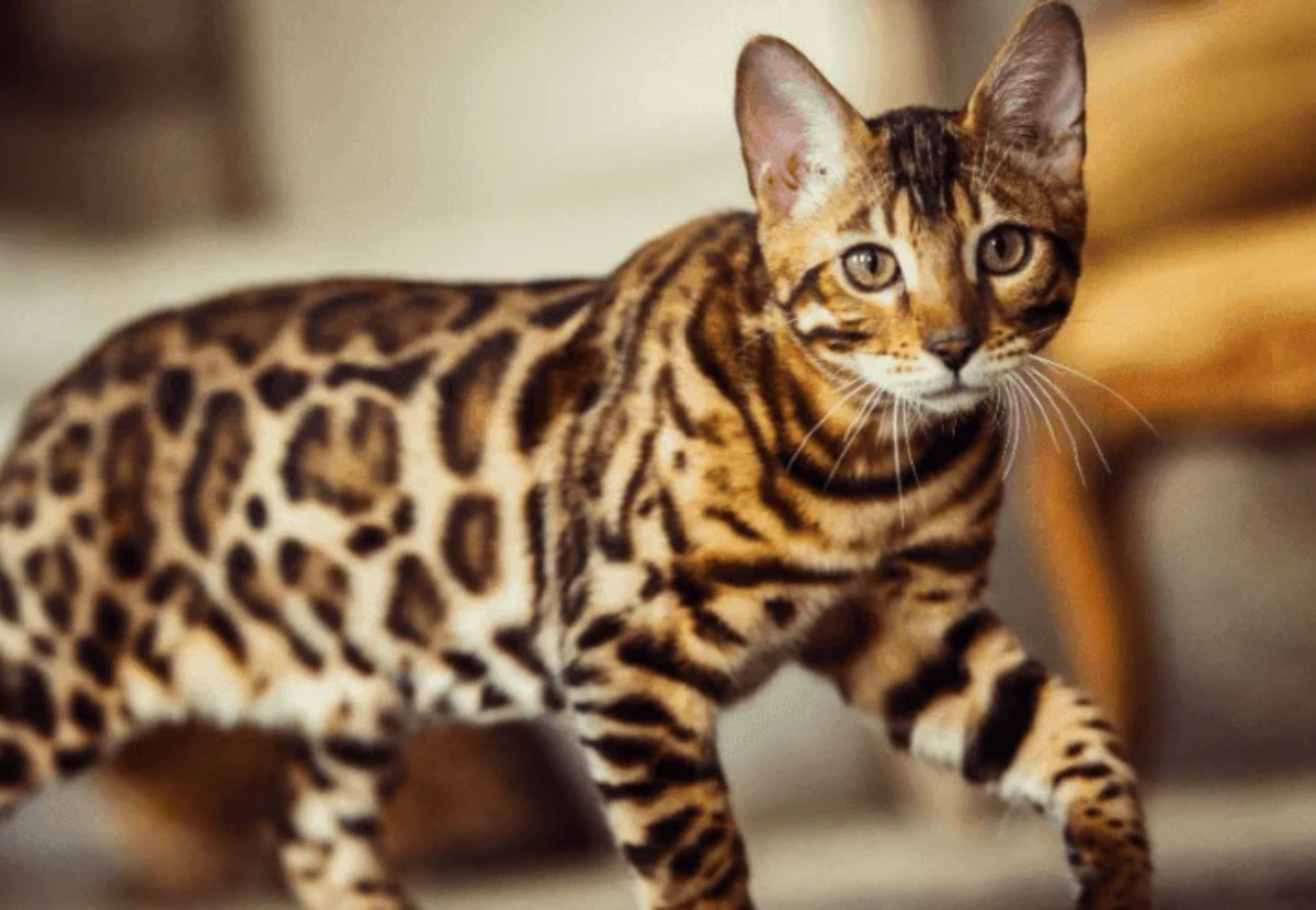 Bengal cat