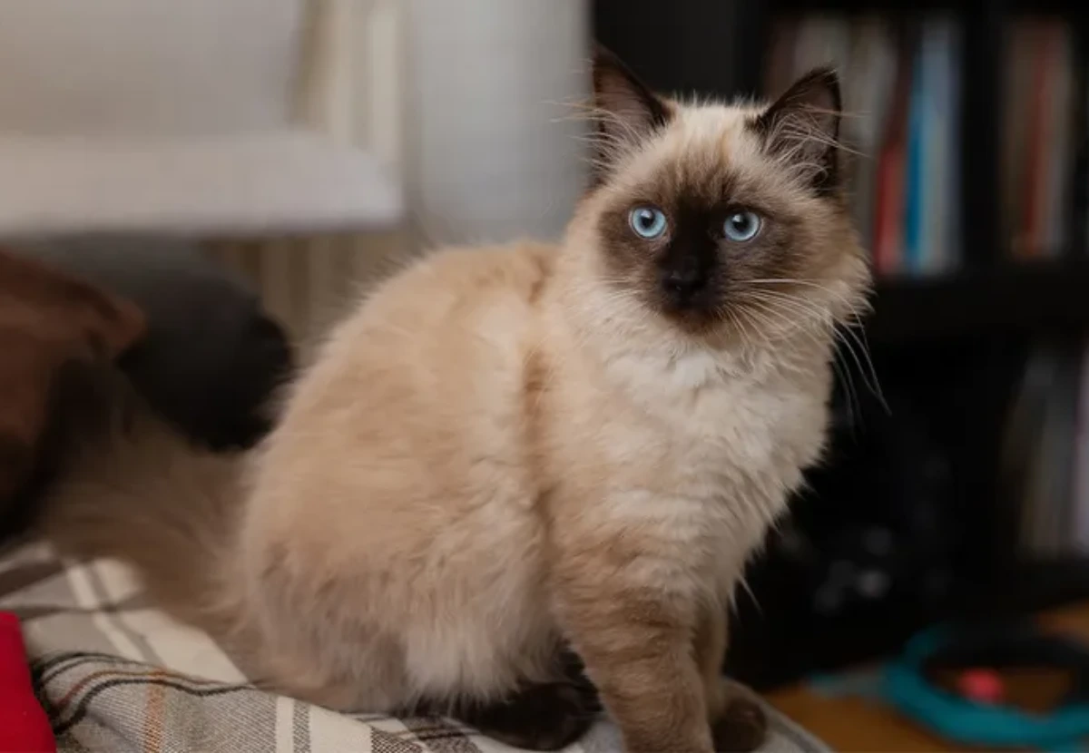 Birman cat