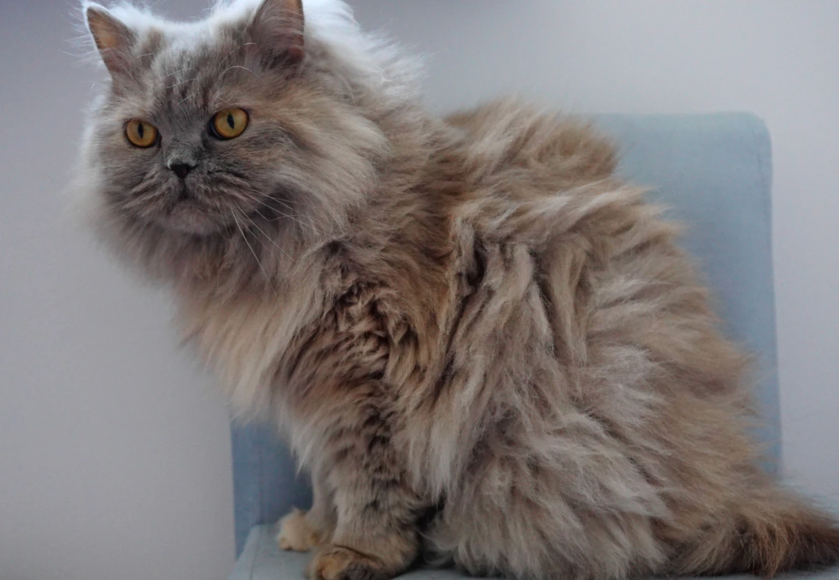 Bohemian Rex cat