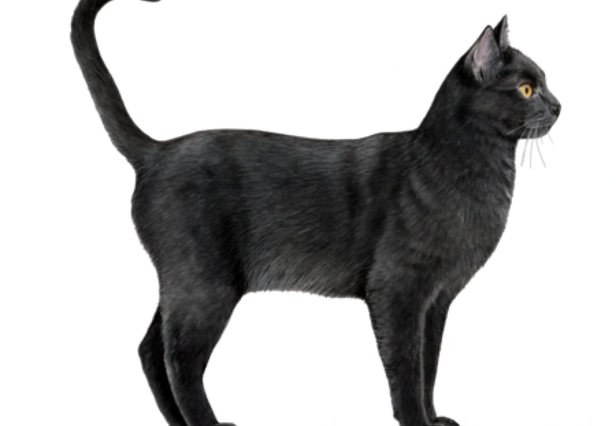 Bombay cat