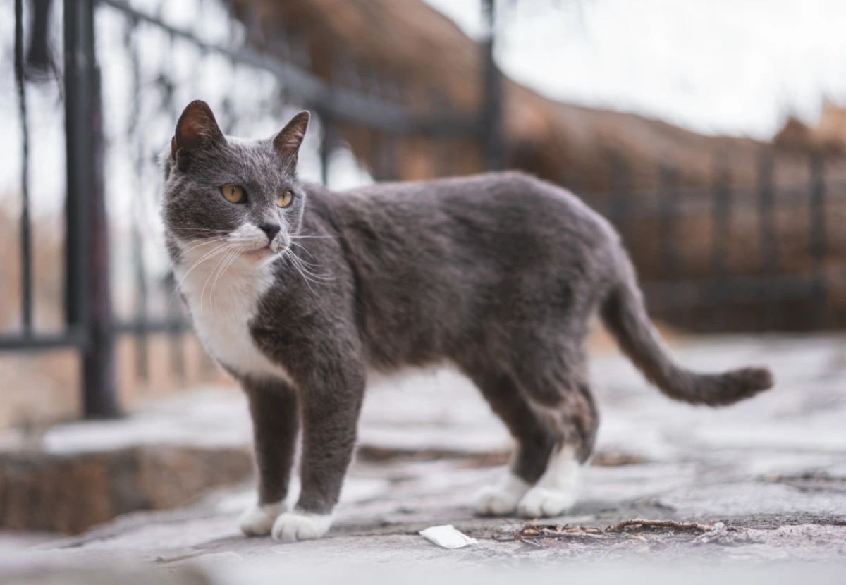 Brazilian Shorthair cat