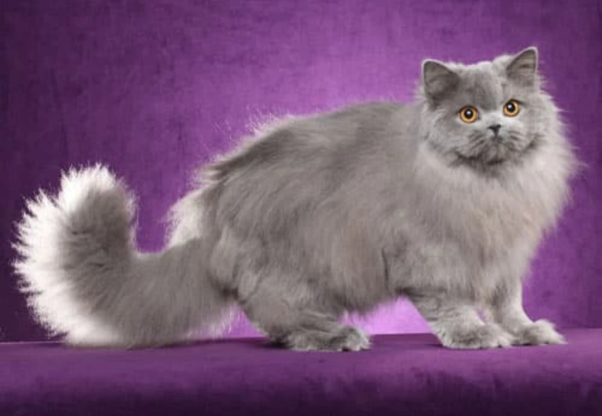British Longhair cat
