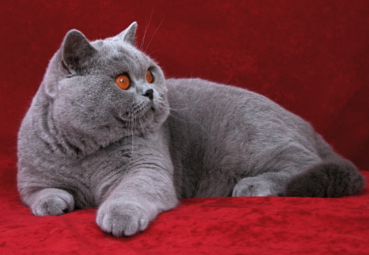 British Shorthair cat