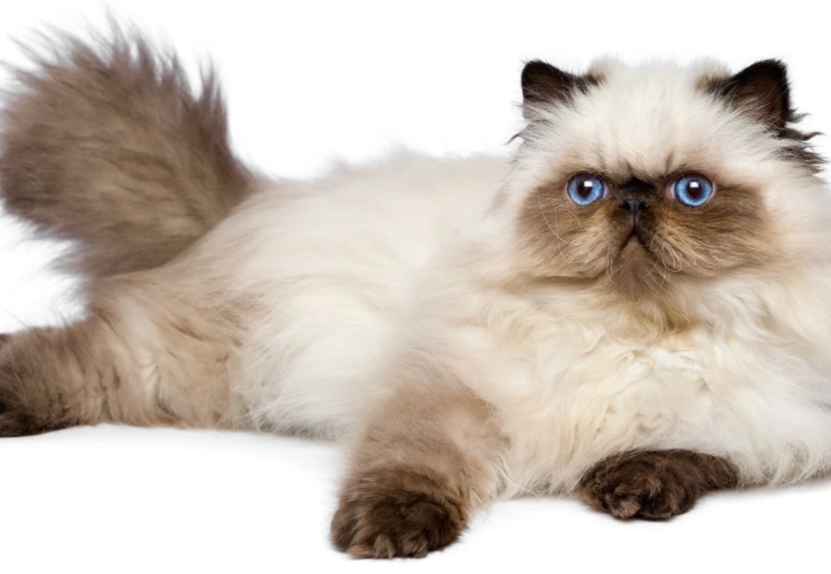 Burmese Longhair cat