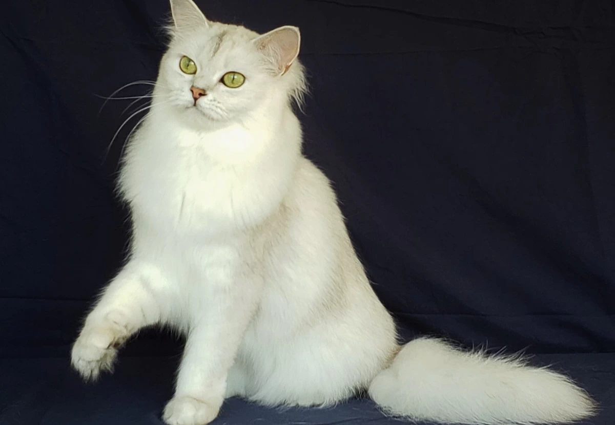 Burmilla Longhair cat