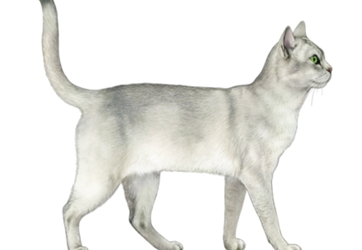 Burmilla Shorthair cat