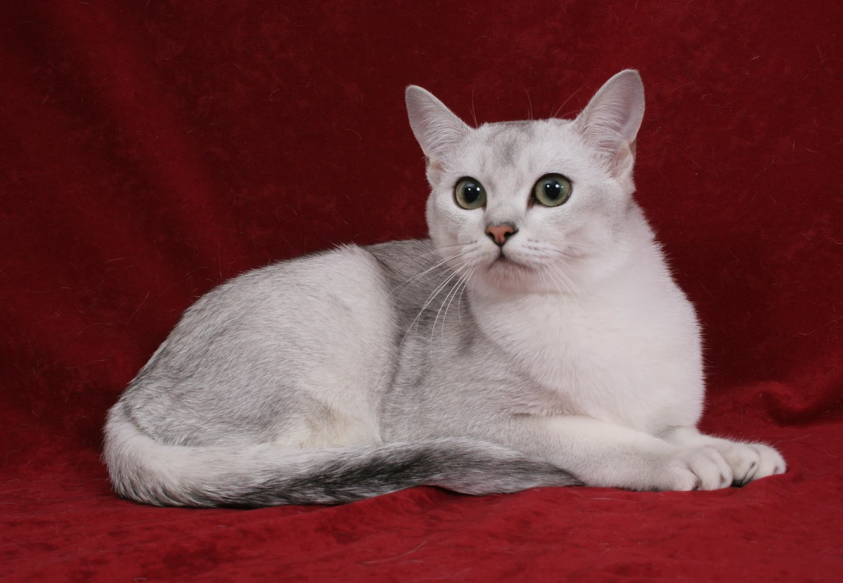 Burmilla cat