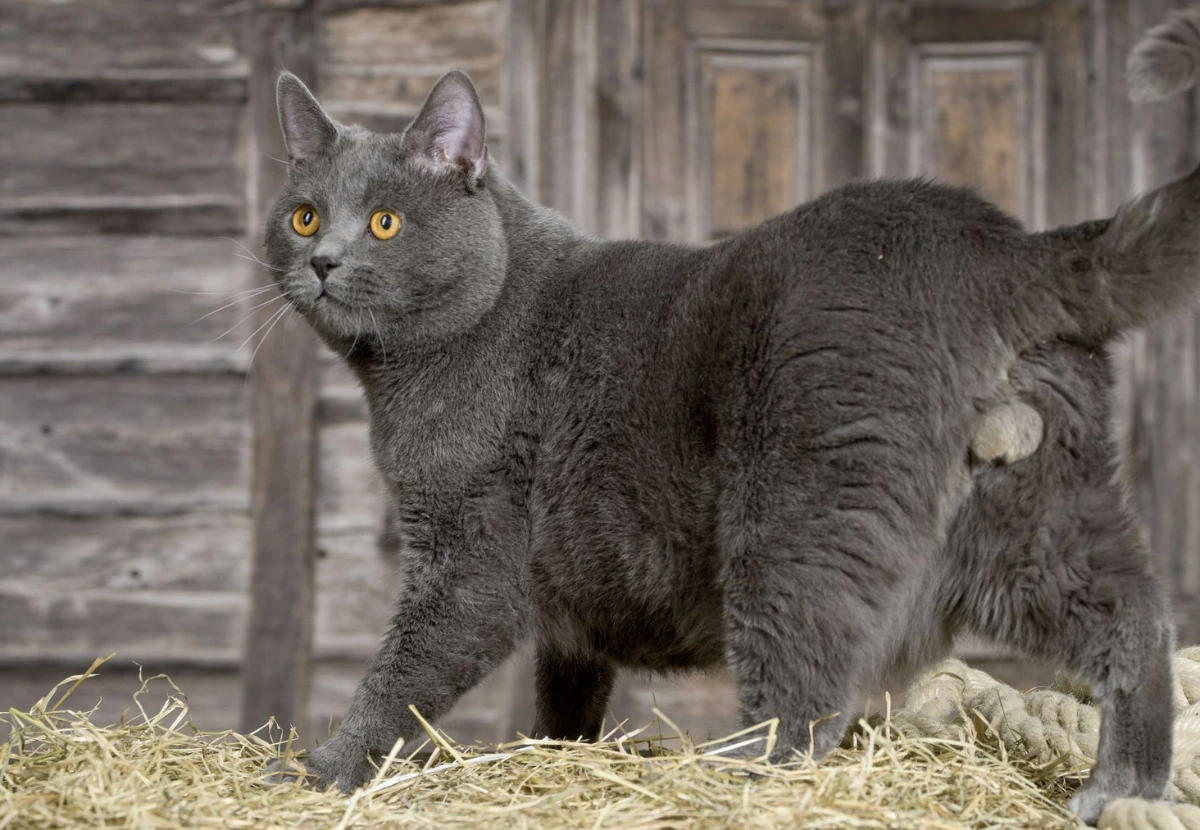 Chartreux cat