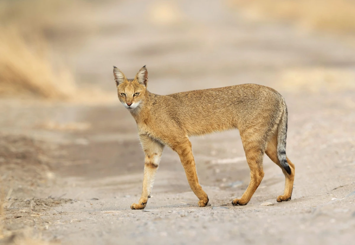 Chausie cat