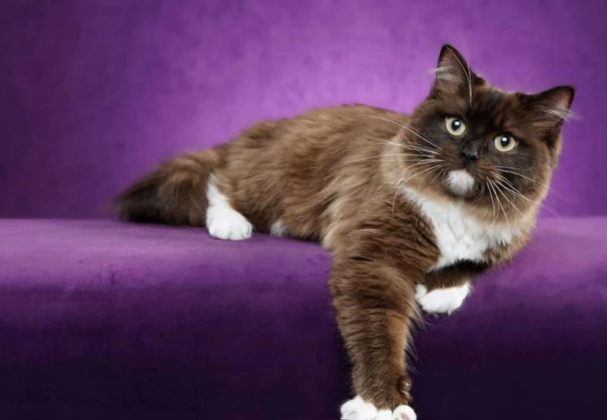 Cherubim cat