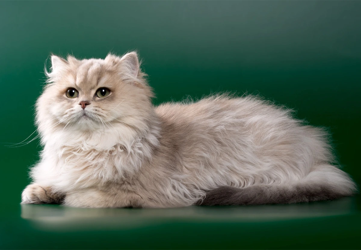 Chinchilla Longhair cat