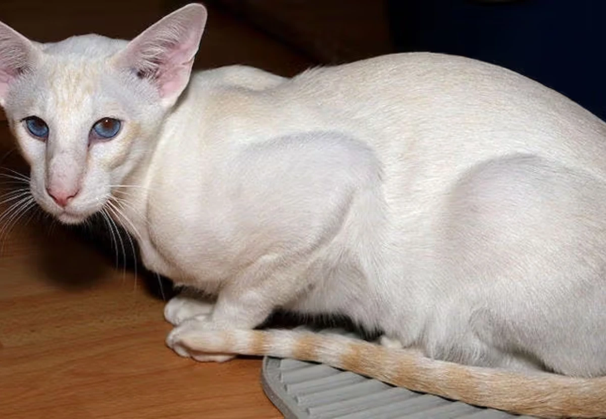 Colourpoint Shorthair cat