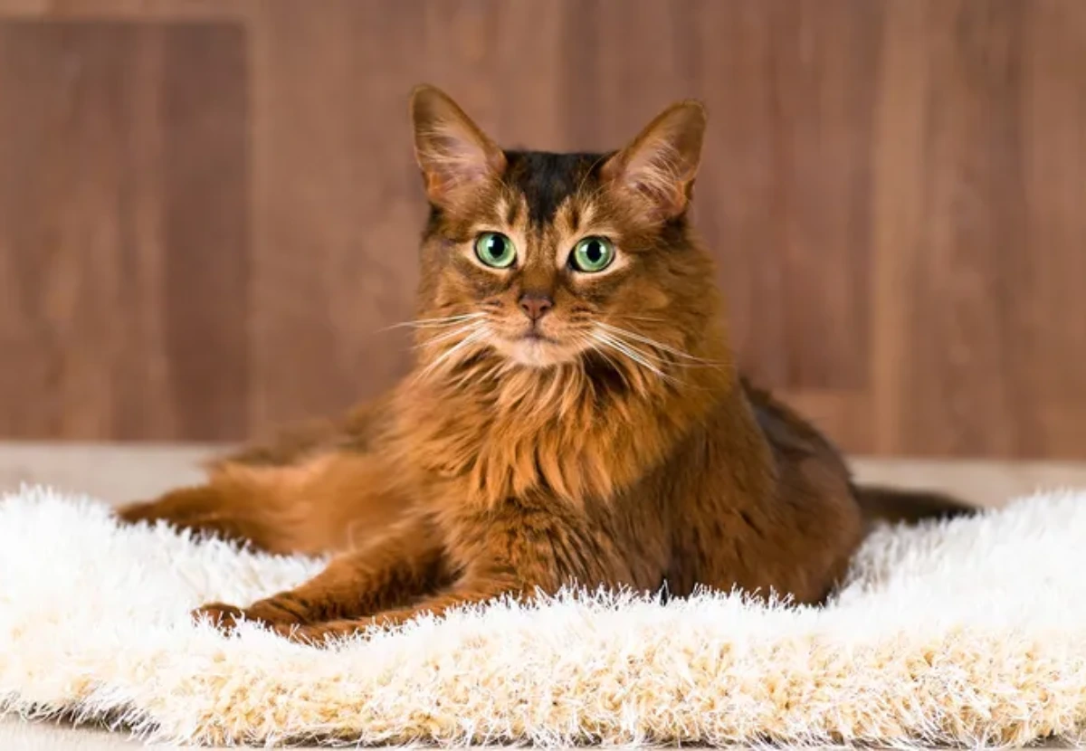 Cornish Rex Longhair cat