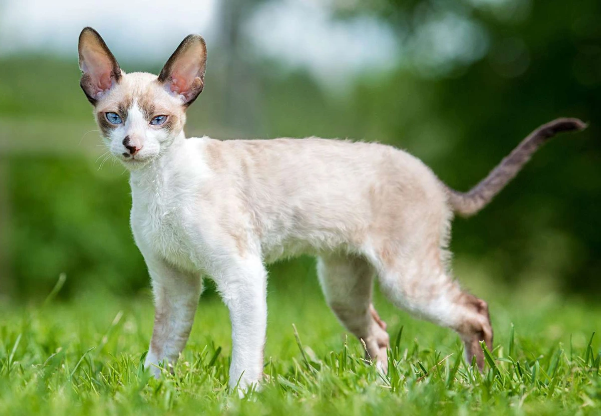 Cornish Rex cat