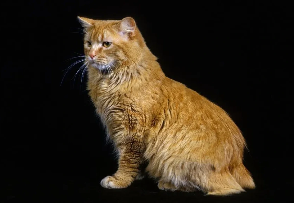 Cymric cat
