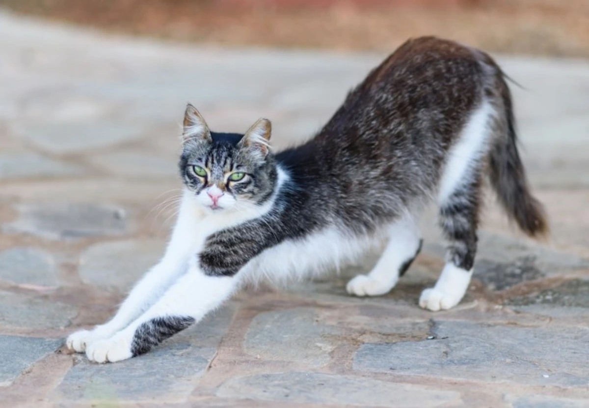 Cyprus Cat cat