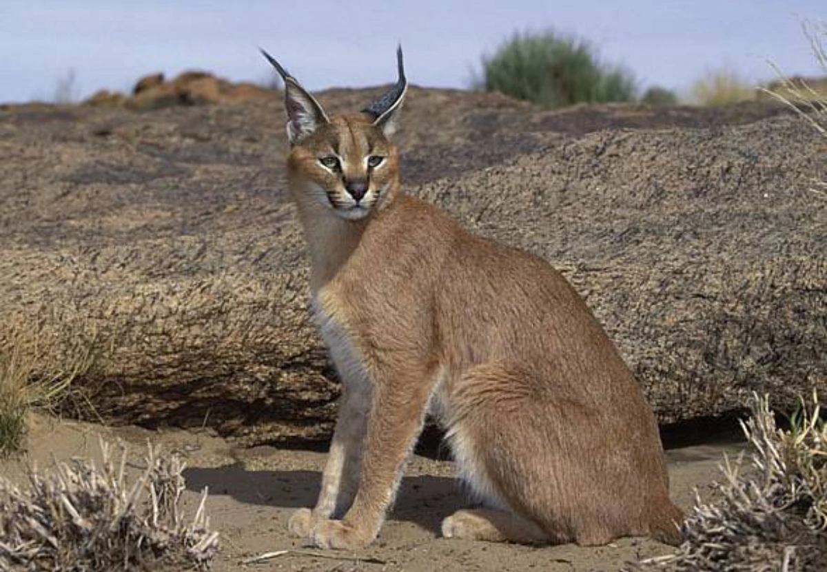 Desert Lynx cat
