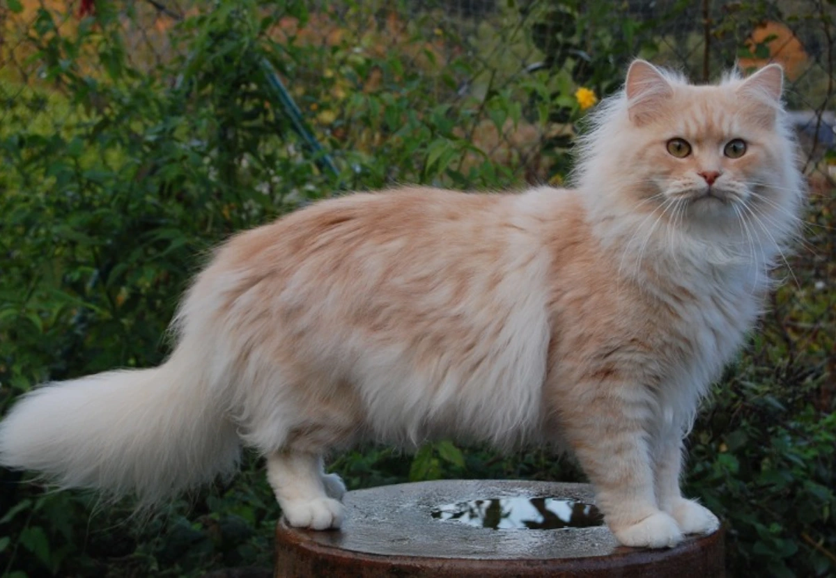Deutsch Langhaar cat