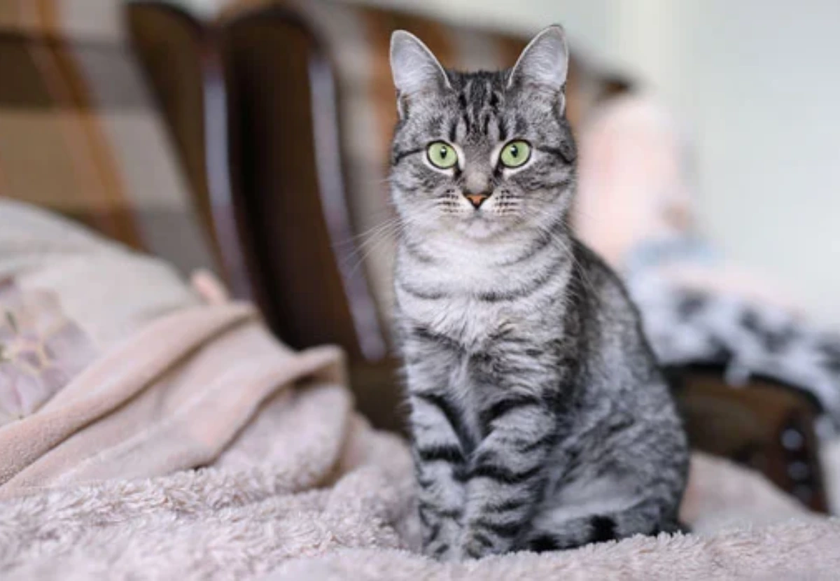Domestic Shorthair cat