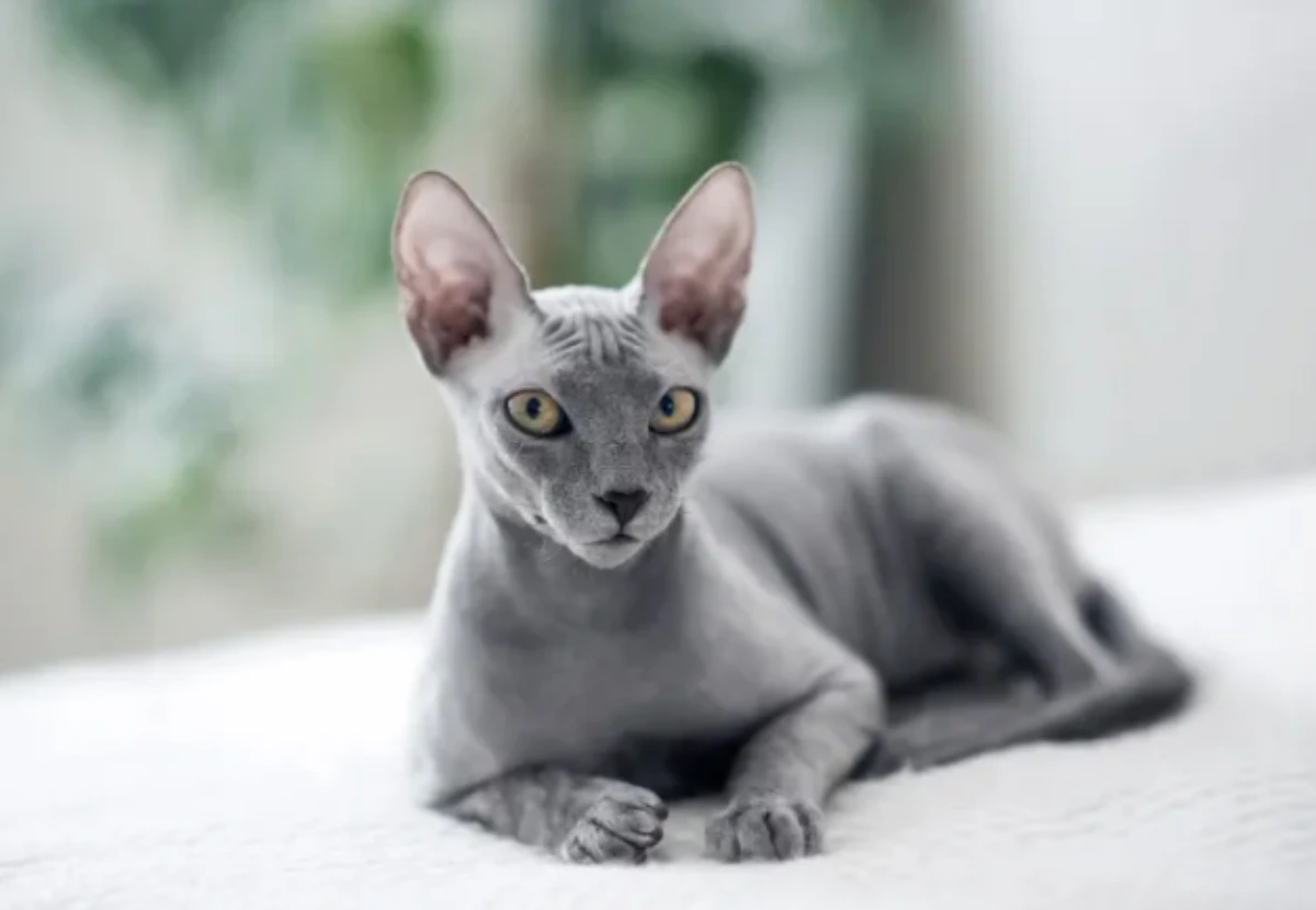 Donskoy cat