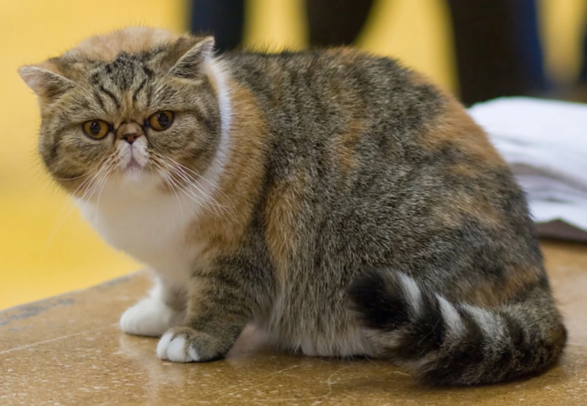 Exotic Shorthair cat
