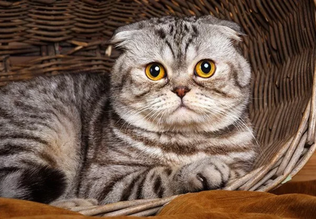 Foldex cat
