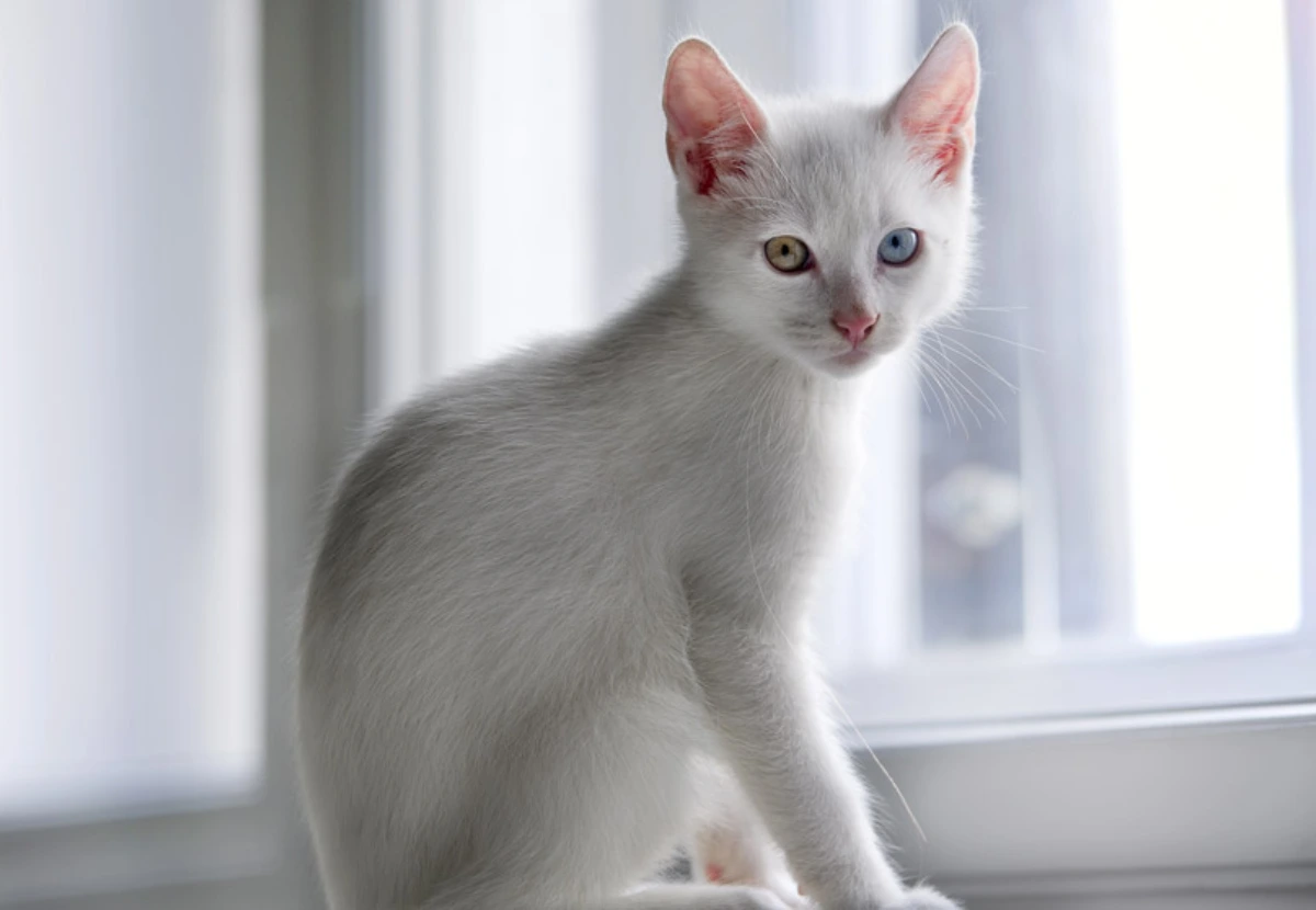 Foreign White Longhair cat