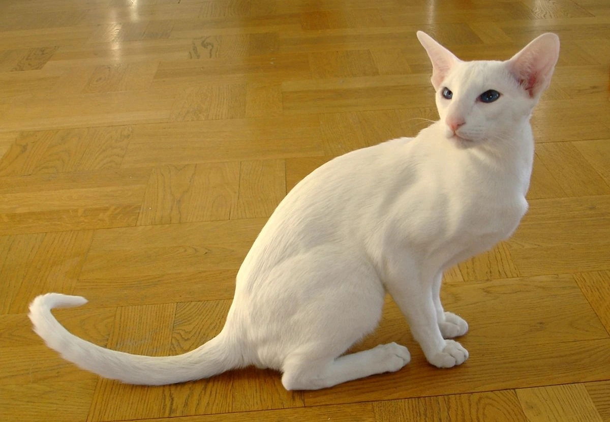 Foreign White Shorthair cat