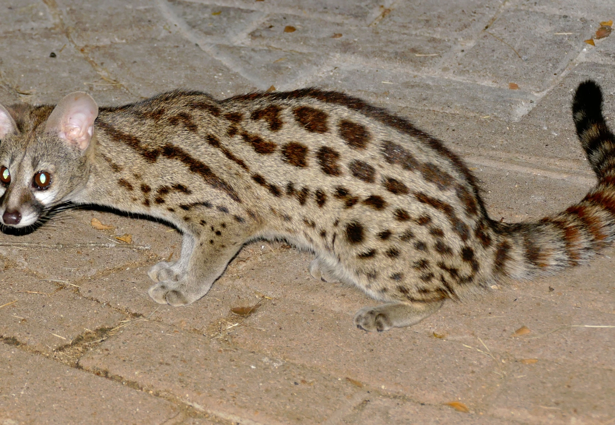 Genetta cat