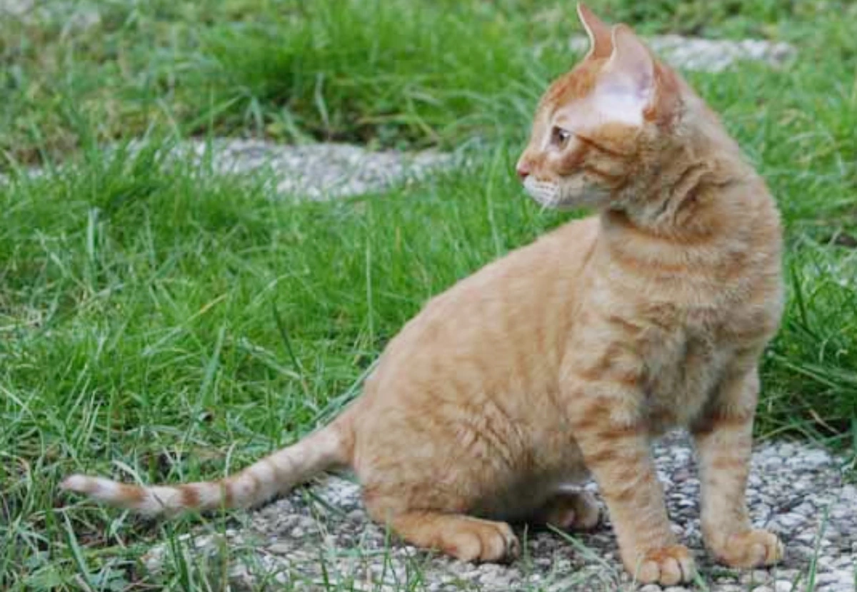 German Rex cat