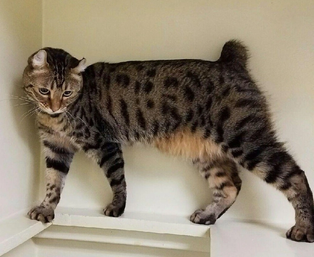 Highlander Shorthair cat