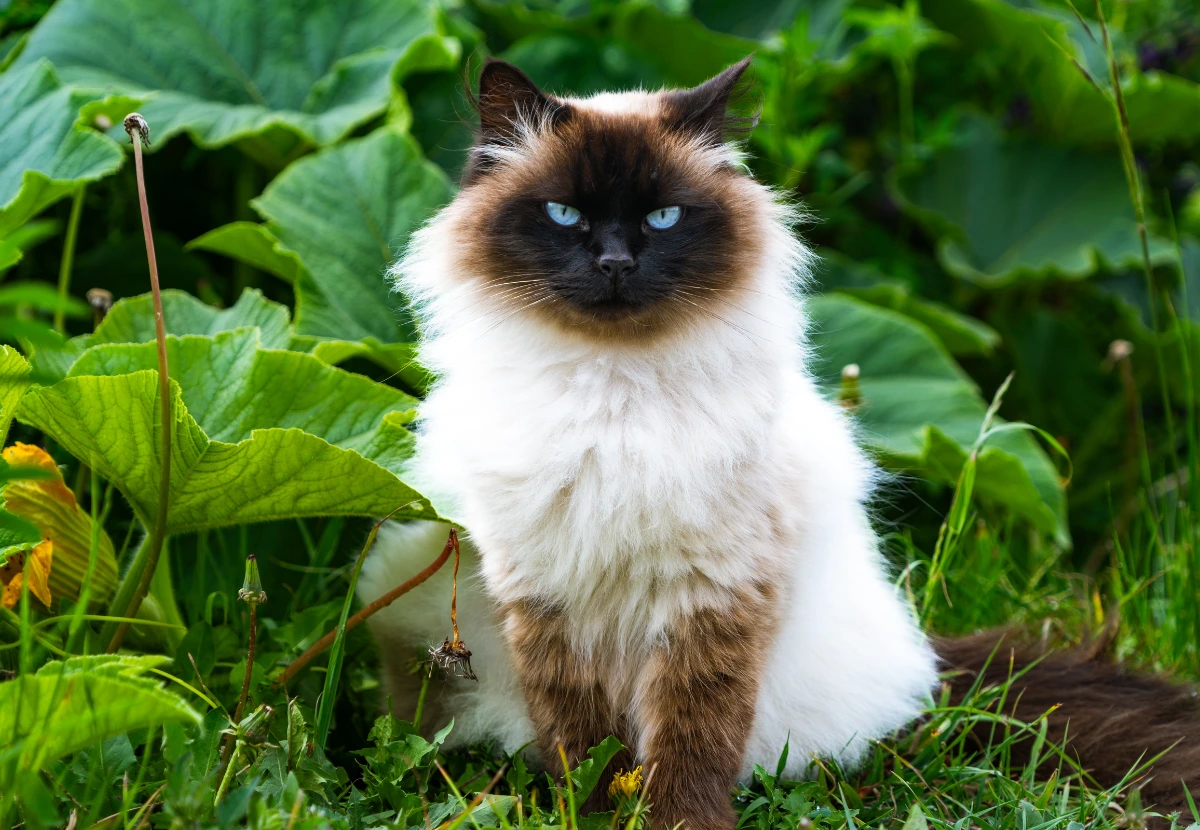 Himalayan cat