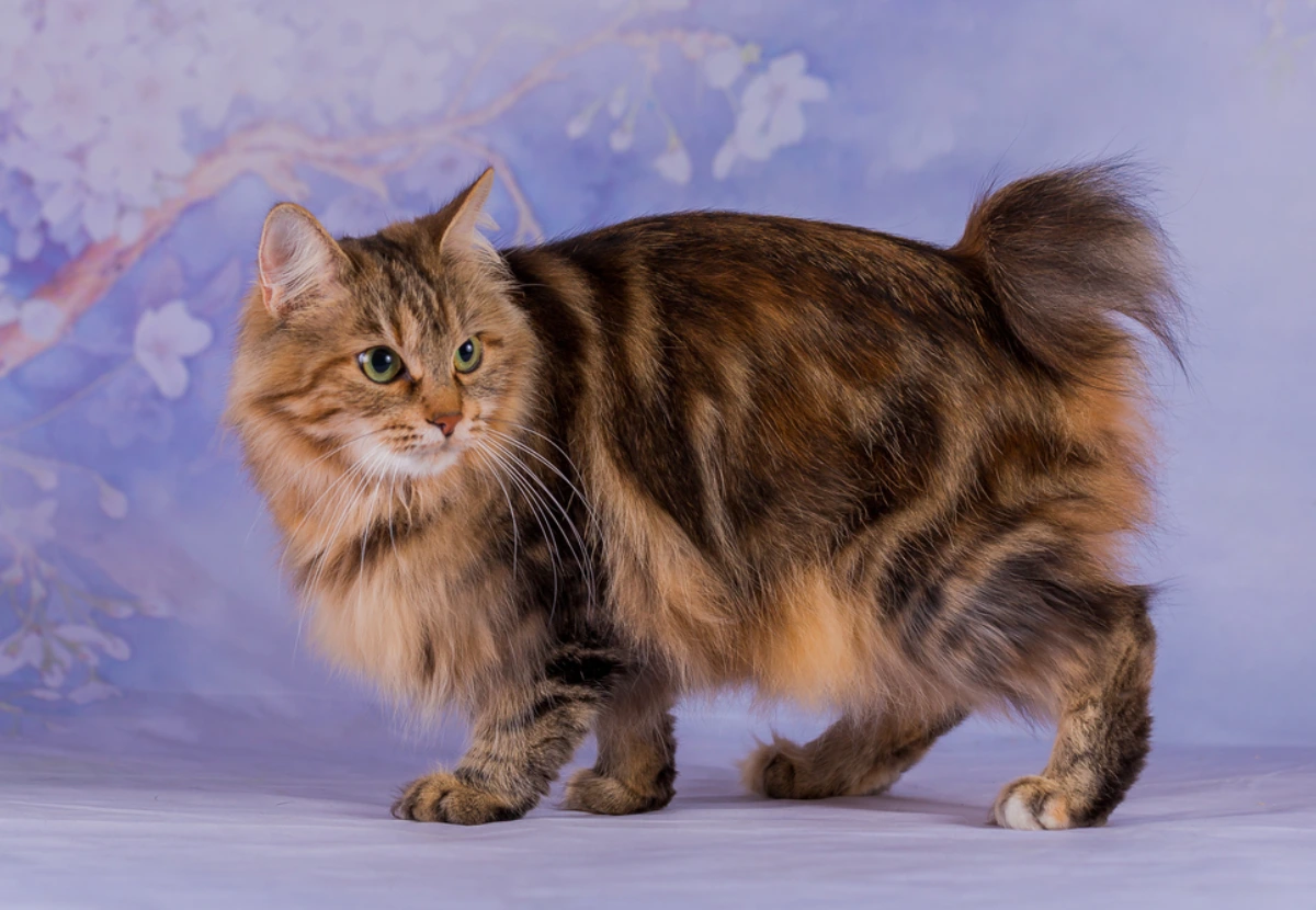 Japanese Bobtail Longhair cat