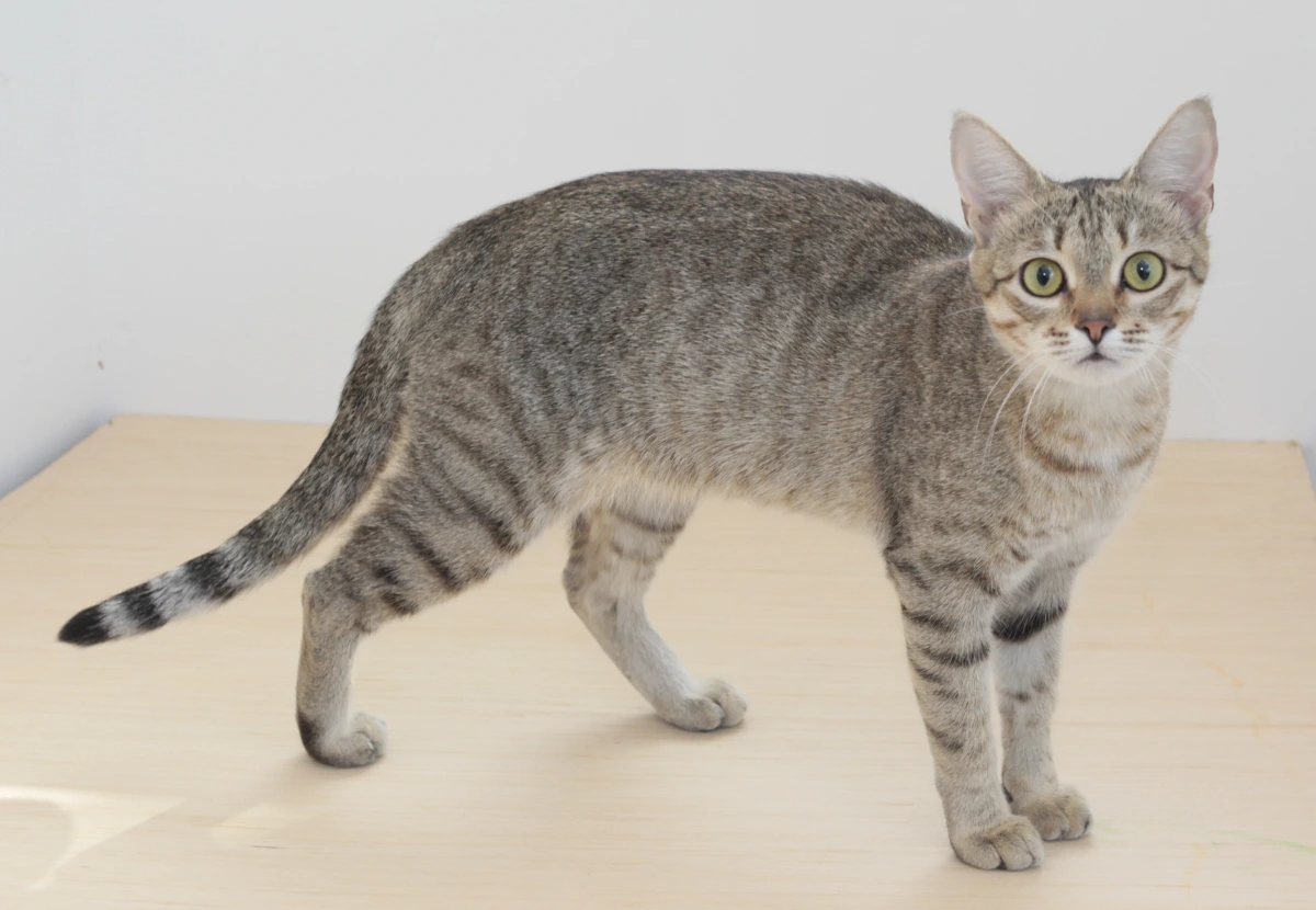 Kanaani cat