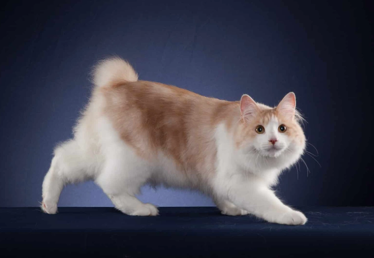 Karelian Bobtail Longhair cat