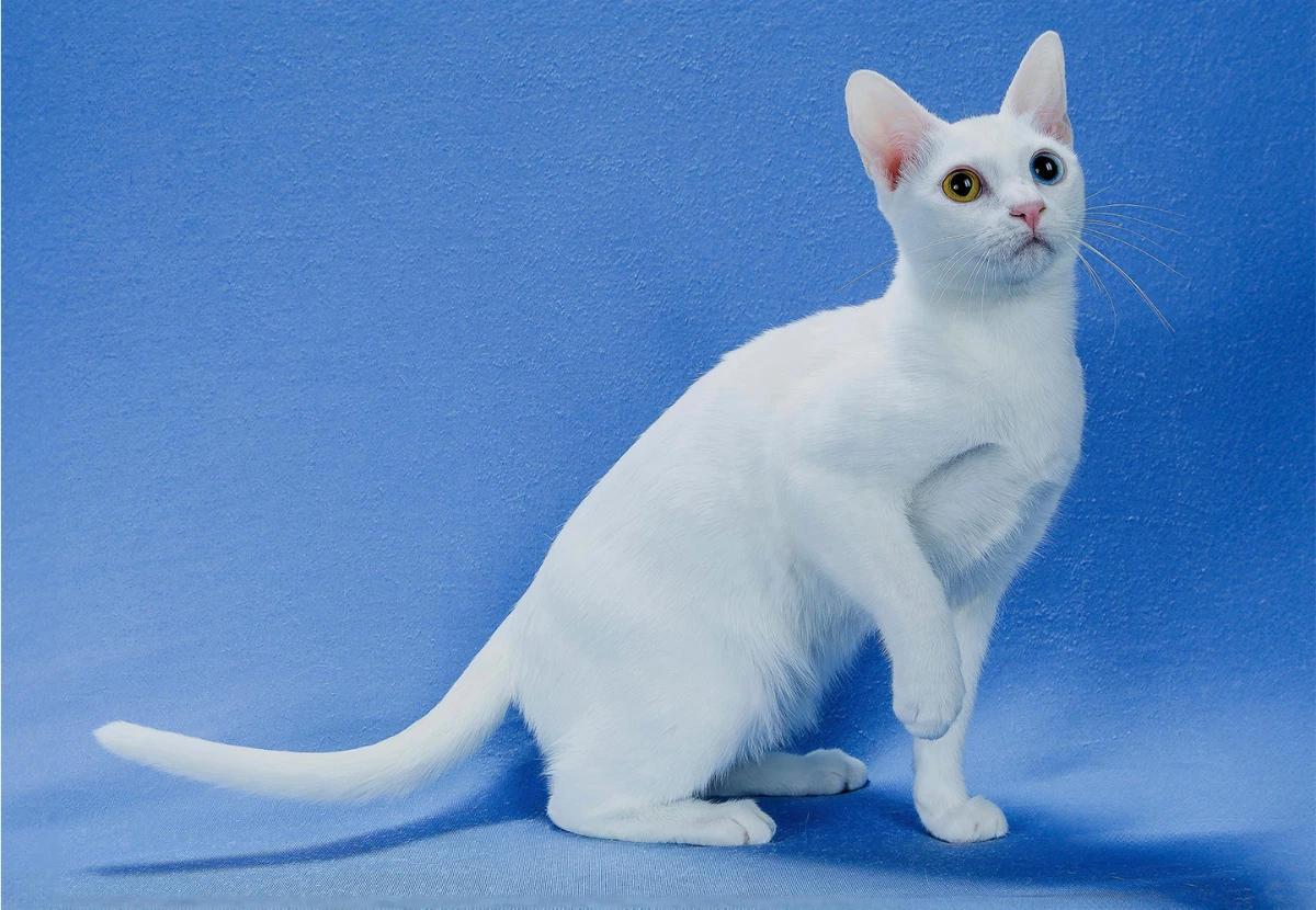 Khao Manee cat