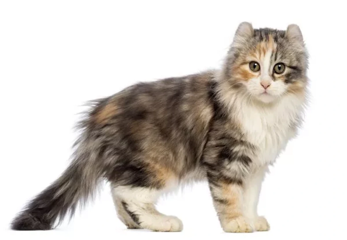 Kinkalow cat
