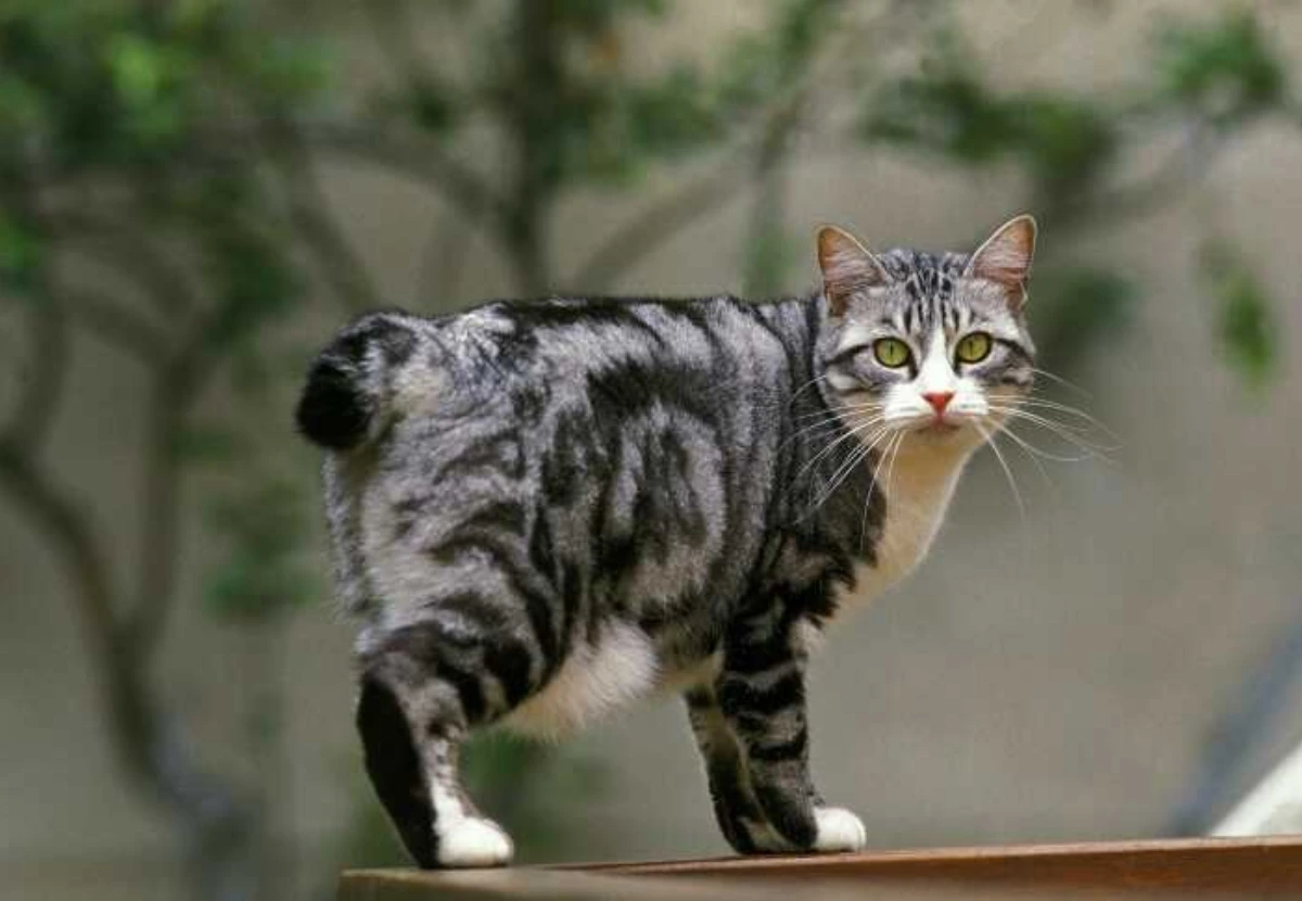 Korean Bobtail cat