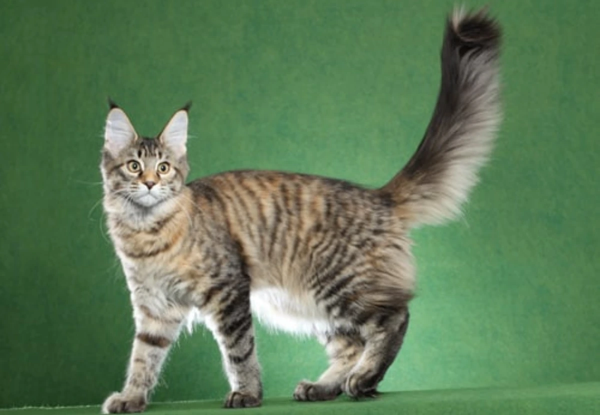 Maine Coon Polydactyl cat