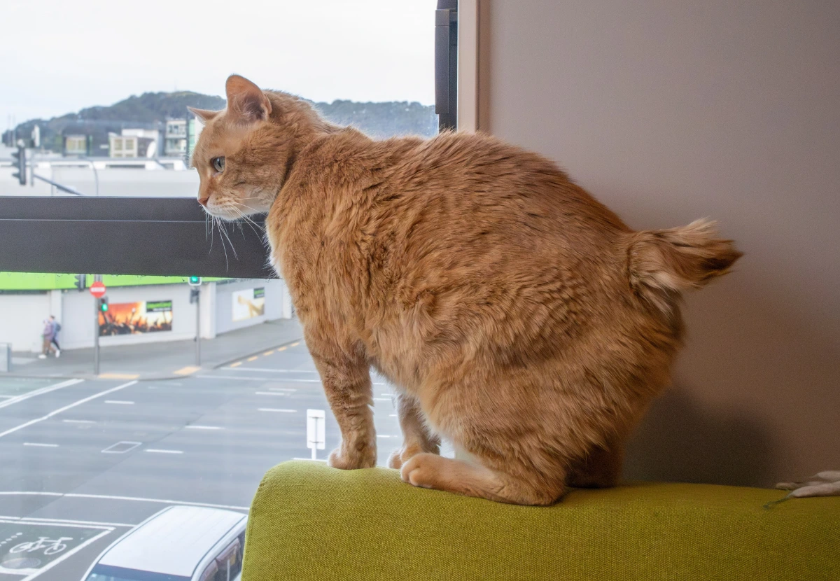 Manx Tailed cat