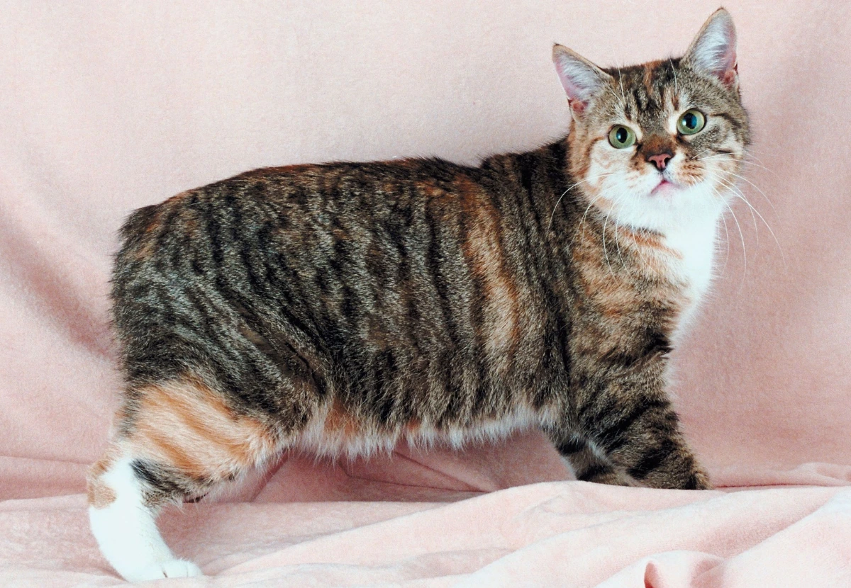 Manx cat